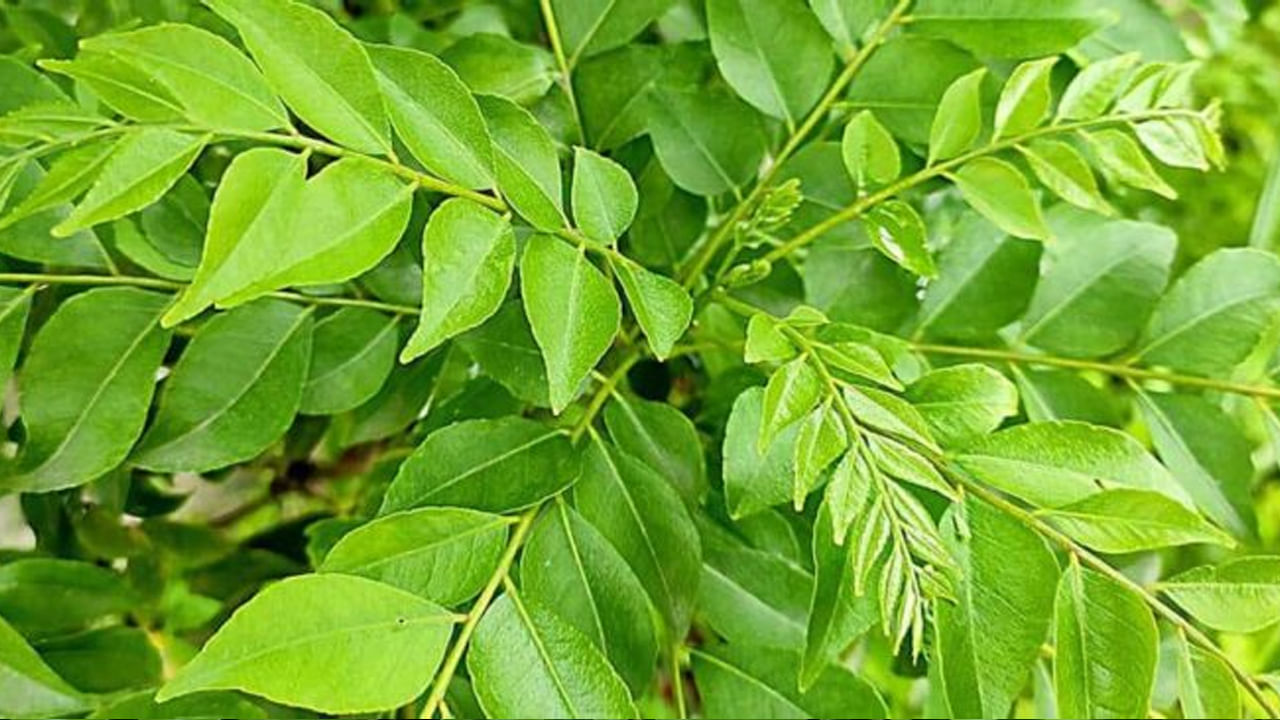 మార్నింగ్ సిక్ నెస్: చాలా సార్లు వికారం, వాంతులు వంటి సమస్యలు ఉదయాన్నే మొదలవుతాయి. కరివేపాకు మార్నింగ్ సిక్నెస్ నుండి ఉపశమనం కలిగిస్తుంది. ఉబ్బరం, గ్యాస్ వంటి సమస్యలను నివారించడంలో ప్రభావవంతమైన కార్మినేటివ్ లక్షణాలను కలిగి ఉంది.