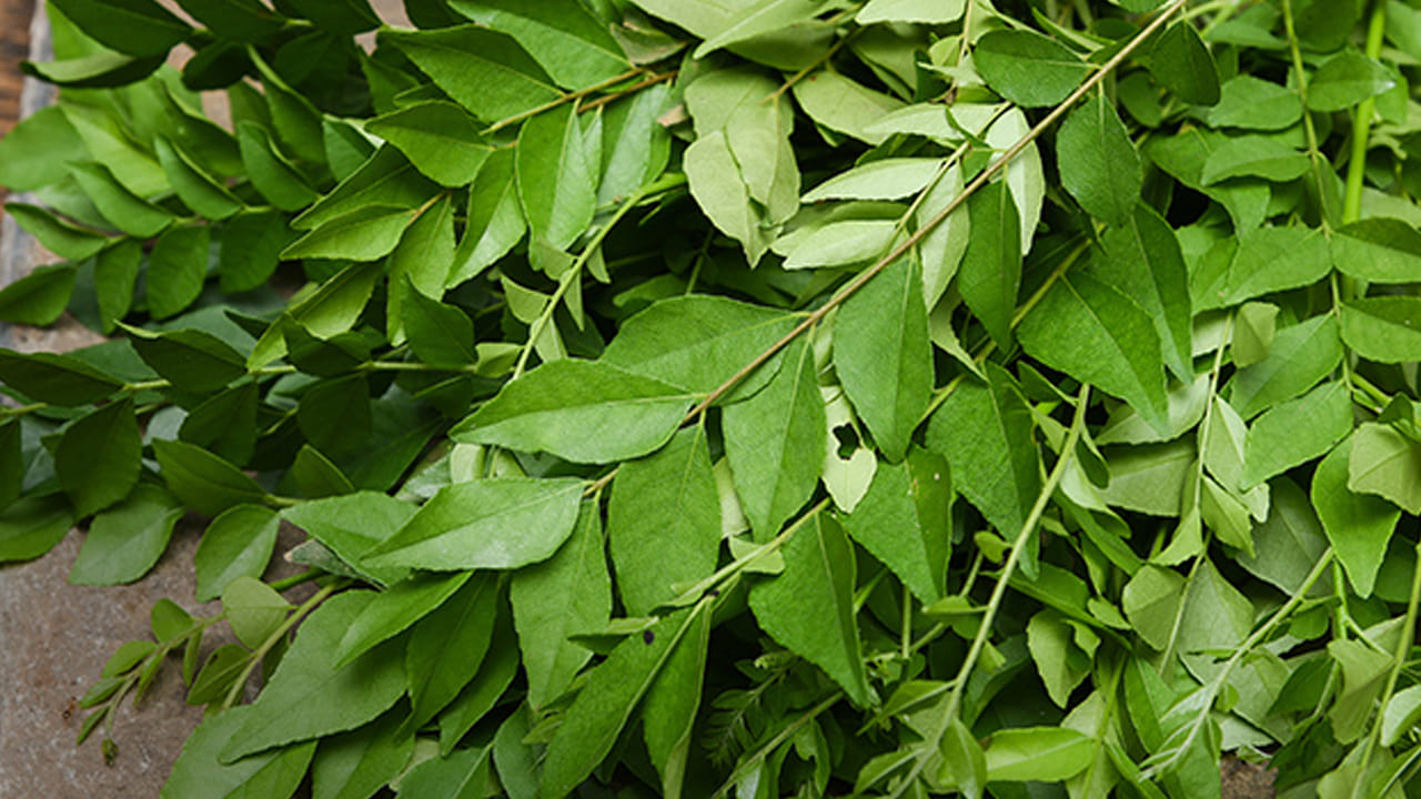 అదుపులో బరువు: కరివేపాకు తీసుకోవడం ద్వారా బ్లడ్ షుగర్ అదుపులో ఉంటుంది, అంతే కాకుండా  బరువును మెయింటైన్ చేయడంలో కూడా సహాయపడుతుంది. ఊబకాయం పెరిగితే.. శరీరం అనేక వ్యాధులకు కారణం అవుతుంది. అందువల్ల ఎవరైనా బరువు తగ్గాలనుకుంటే ఆహారంలో కరివేపాకును చేర్చుకోమని ఆహార నిపుణులు సూచిస్తున్నారు.  