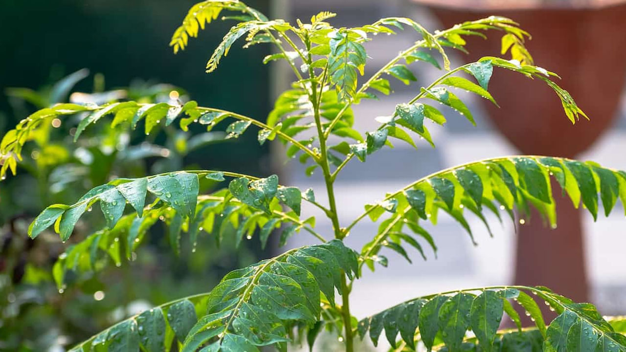కరివేపాకు ఎలా తినాలంటే: కరివేపాకులను ఎక్కువగా ఆహారంలో ఉపయోగిస్తున్నప్పటికీ.. ఆరోగ్య సమస్యల నుండి బయటపడటానికి.. కరివేపాకును పచ్చిగా నమిలి తినడం ఉత్తమ మార్గం. మీ ఆహారంలో చేర్చుకోవడంతో పాటు ప్రతిరోజూ ఉదయం ఐదు నుండి ఆరు కరివేపాకులను నమలండి.