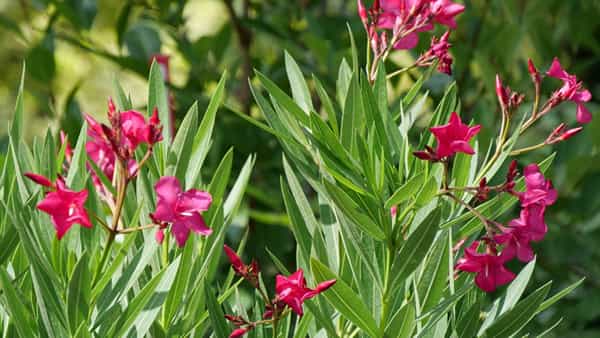 Danger Plants: ఈ మొక్కలను ఇంట్లో పెంచుతున్నారా.. చాలా జాగ్రత్తలు పాటించాల్సిందే!