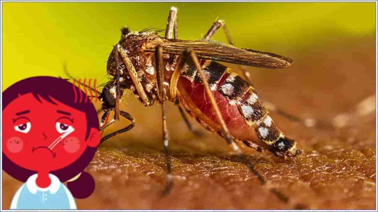 Dengue -Flu Symptoms: డెంగ్యూ - సీజనల్ ఫ్లూ మధ్య తేడా ఏమిటి? నిపుణులు ఏం చెబుతున్నారు..?
