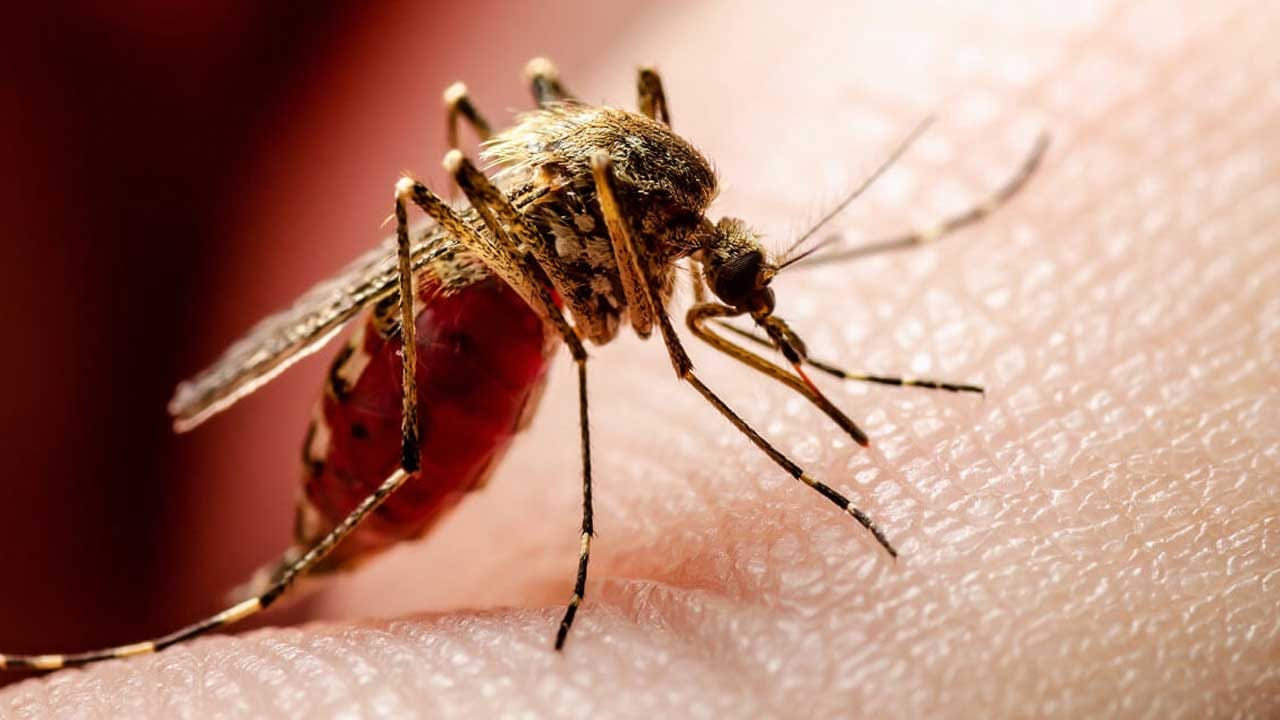 దేశ వ్యాప్తంగా డెంగ్యూ జ్వరాలు పెరిగిపోతున్నాయి. ఈ ఏడాది జనవరి నుంచి డెంగ్యూ జ్వరాలు విజృంభిస్తున్న సంగతి తెలిసిందే. డెంగ్యూ వ్యాధిబారీన పడిన వారు ఏ విధమైన ఆహారం తీసుకుంటే ఆరోగ్యం త్వరగా మెరుగుపడుతుందనేది చాలా మందికి తెలియదు.