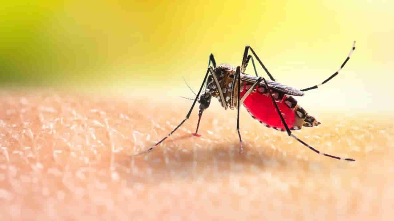 Dengue Attacks on Brain: డెంగ్యూ జ్వరం ప్రభావం మెదడుపై కూడా.. ఈ లక్షణాలు కనిపిస్తే ఆలస్యం చేయకండి!