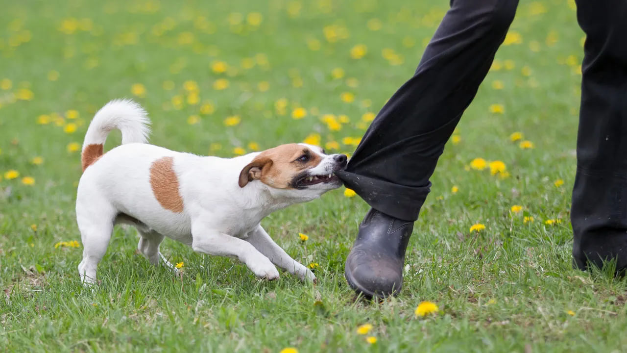 Dog Bites Care: కుక్క కరిస్తే వెంటనే ఇలా ఫస్ట్ ఎయిడ్ చేయండి.. లేదంటే బ్రెయిన్ కి ఎఫెక్ట్ పడుతుంది!