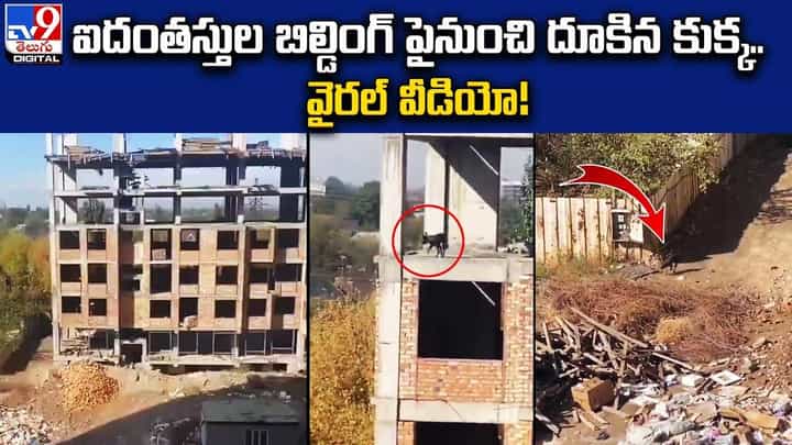 ఐదంతస్తుల బిల్డింగ్ పై నుంచి దూకిన కుక్క .. స్టంట్ పై వెల్లువెత్తుతున్న నెటిజన్ల కామెంట్లు ఐదంతస్తుల బిల్డింగ్ పై నుంచి దూకిన కుక్క .. స్టంట్ పై వెల్లువెత్తుతున్న నెటిజన్ల కామెంట్లు