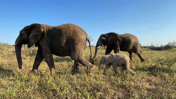 Elephant Milk: ఈ జంతువు పాలు తాగితే మద్యం కంటే రెండింతలు మత్తు ఎక్కుతుందట.. తాగితే వెంటనే మూర్ఛ పోతారు!!