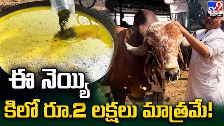 ఈ నెయ్యి కిలో రూ.2 లక్షలు మాత్రమే.. అనేక రోగాలకు ఏకైక నివారిణి ఈ నెయ్యి కిలో రూ.2 లక్షలు మాత్రమే.. అనేక రోగాలకు ఏకైక నివారిణి