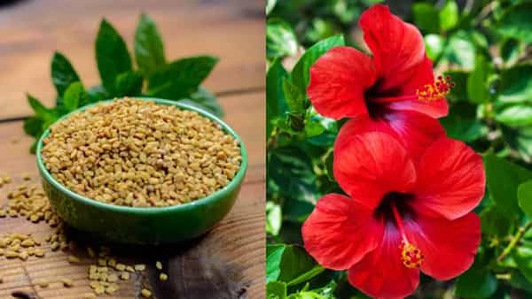 Hibiscus Hair Mask: వారానికో సారి ఓ హెయిర్ మాస్క్ ట్రై చేశారంటే.. పట్టులాంటి జుట్టు మీసొంతం!