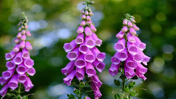 Foxglove: అందమైన ఈ పువ్వులతో హార్ట్ ఎటాక్ ముప్పు ! ఈ పూల మొక్క మీ ఇంట్లో ఉందేమో చూసుకోండి..