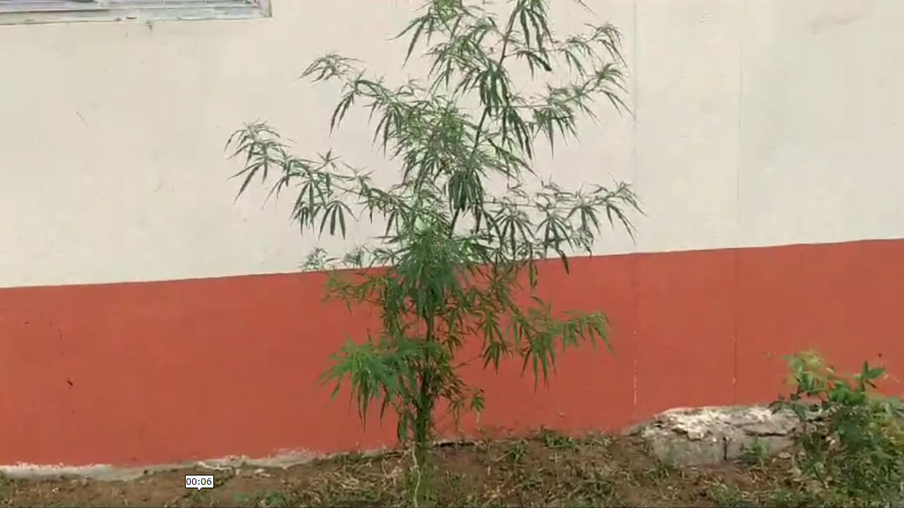 Andhra Pradesh: ఆ మొక్కను చూసి పరుగులు తీసిన సచివాలయం సిబ్బంది.. అంతలోనే నిజం తెలిసి..