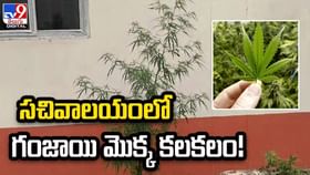 సచివాలయంలో గంజాయి మొక్క కలకలం !! సచివాలయంలో గంజాయి మొక్క కలకలం !!
