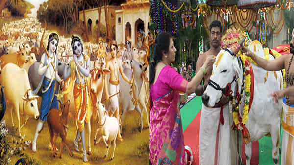 Gopashtami 2023: గోపాష్టమి రోజున ఆవుని ఎలా పూజించాలి.. కోరిక నెరవేరడానికి ఏ ఆహారాన్ని తినిపించాలంటే..