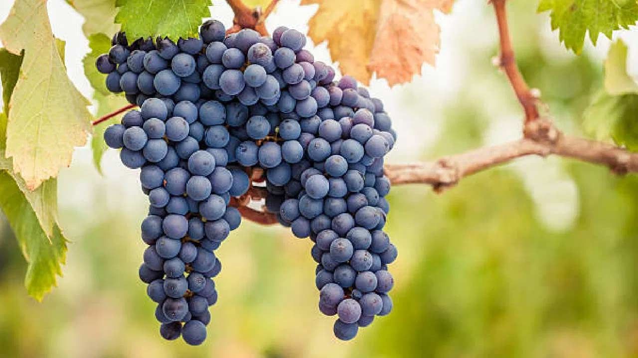 ద్రాక్షలో నీటి శాతం ఎక్కువగా ఉండటం వల్ల త్వరగా కడుపు నిండిన అనుభూతి కలుగుతుంది. బరువు తగ్గడానికి ఇదే ప్రధాన కారణం. ద్రాక్షలో ఉండే ఫైబర్ కడుపు నిండిన అనుభూతిని కలిగిస్తుంది. ఇతర పండ్లతో పోలిస్తే ద్రాక్షలో కేలరీలు తక్కువగా ఉంటాయి. హార్వర్డ్ నివేదిక ప్రకారం.. ఆకుపచ్చ ద్రాక్ష కంటే నల్ల ద్రాక్ష తినడం మంచిది. ఎందుకంటే వీటిల్లో రెస్వెరాట్రాల్ ఉంటుంది. ఇది బరువు తగ్గడానికి సహాయపడే శక్తివంతమైన యాంటీఆక్సిడెంట్.