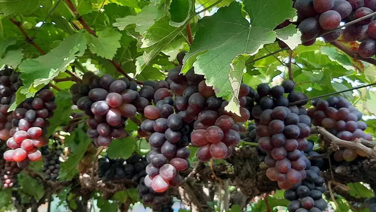 Grapes