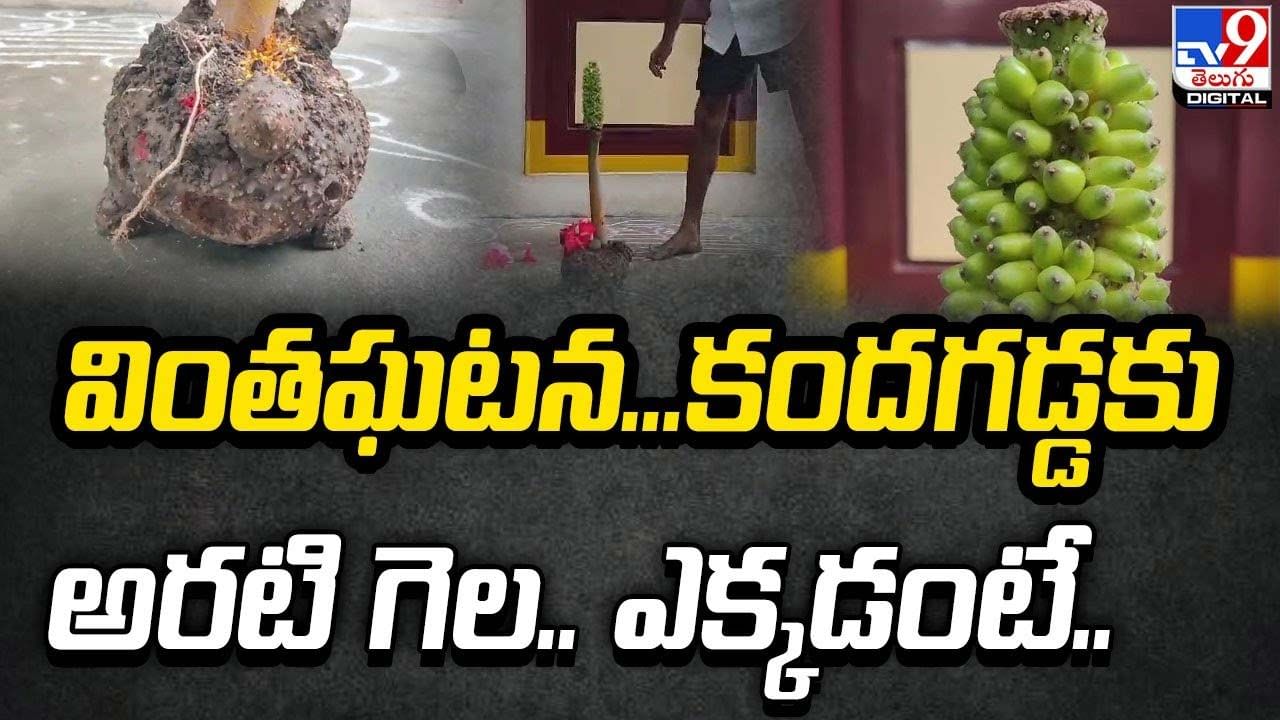 వింతఘటన.. కందగడ్డకు అరటి గెల.. ఎక్కడంటే ??