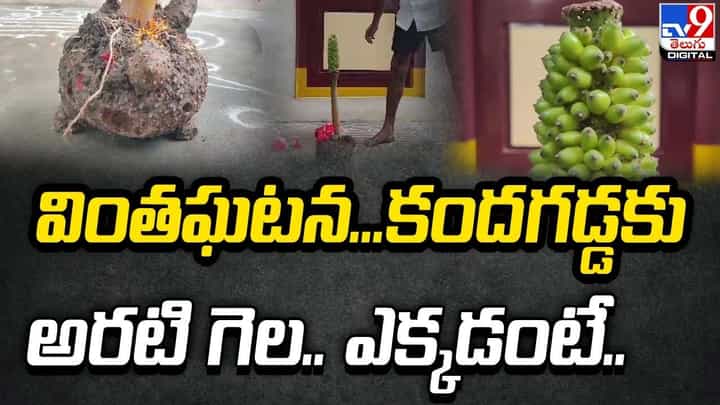 వింతఘటన.. కందగడ్డకు అరటి గెల.. ఎక్కడంటే ?? వింతఘటన.. కందగడ్డకు అరటి గెల.. ఎక్కడంటే ??