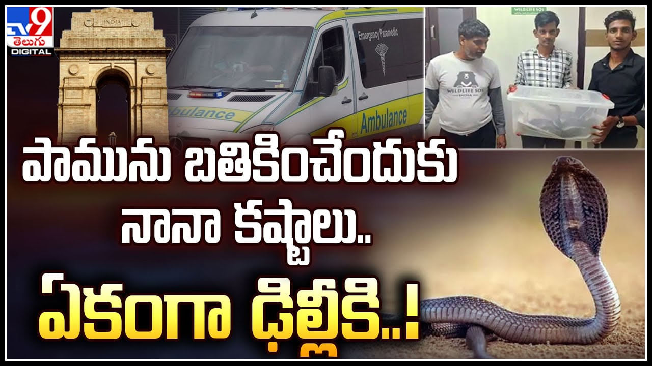 Snake: పామును బతికించేందుకు నానా కష్టాలు.. మెరుగైన వైద్యం కోసం ఏకంగా ఢిల్లీకి..!