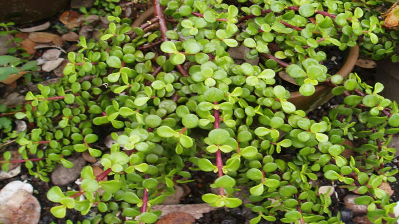 jade plant: జాడే మొక్క సంపద, సానుకూల శక్తిని ఆకర్షిస్తుందని నమ్ముతారు. ఇది మందపాటి, గుండ్రని ఆకులను కలిగి ఉంటుంది. ఈ మొక్కను మీరు ఇంట్లో పెంచుకోవడం చాలా సులభం. ఇది విజయం, శ్రేయస్సుకు ప్రాతినిధ్యంగా మారుతుంది.