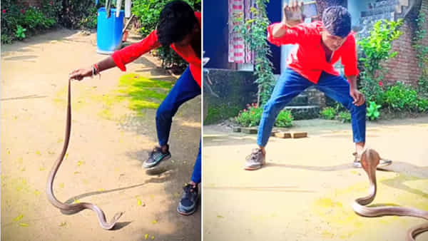 Viral Video: నాగు పాము తోక పట్టుకుని బ్రేక్ డ్యాన్స్ చేసిన యువకుడు.. పాముకి కాటేసే మూడ్ లేనట్లుందంటున్న నెటిజన్లు..