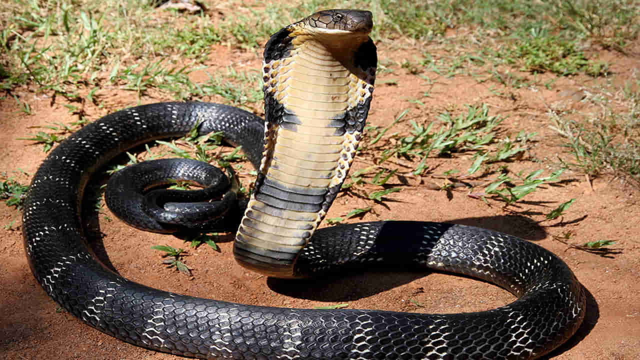 King Cobra: పగబట్టి గ్రామస్థులను వెంటాడిన కింగ్ కోబ్రా.. పథకం వేసి చంపేసిన గ్రామస్థులు.. హిందూ సంప్రదాయంలో పూజలు చేసి ఖననం