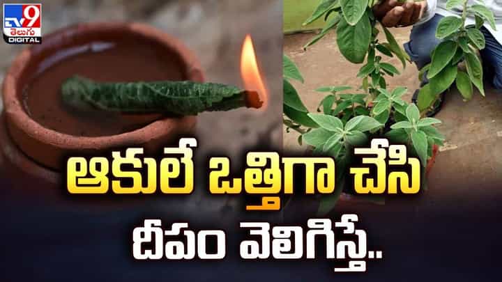ప్రమిదలో ఒత్తిలా వెలుగుతున్న పచ్చని ఆకు.. చూసి ఆశ్చర్యపోతున్న స్థానికులు ప్రమిదలో ఒత్తిలా వెలుగుతున్న పచ్చని ఆకు.. చూసి ఆశ్చర్యపోతున్న స్థానికులు
