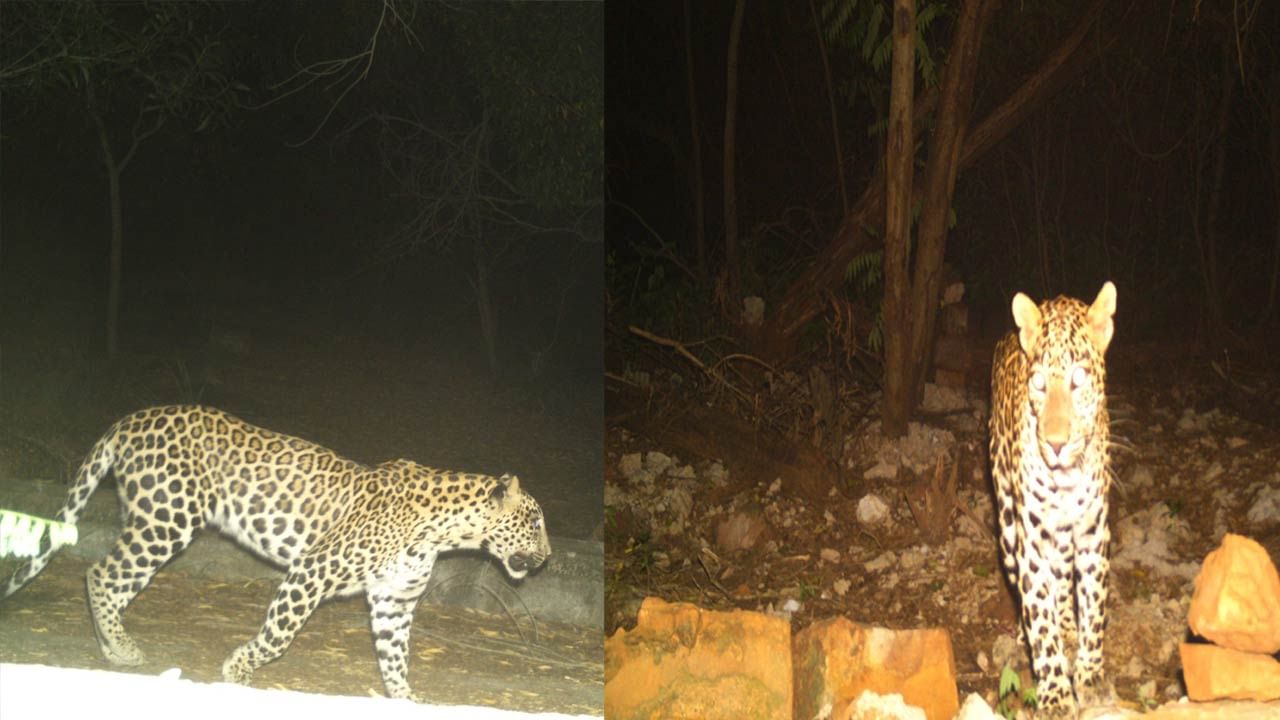 Tirupati: లక్షితపై దాడి చేసిన చిరుత జాడేది?.. అటవీ శాఖకు సవాలుగా మారిన సమస్య