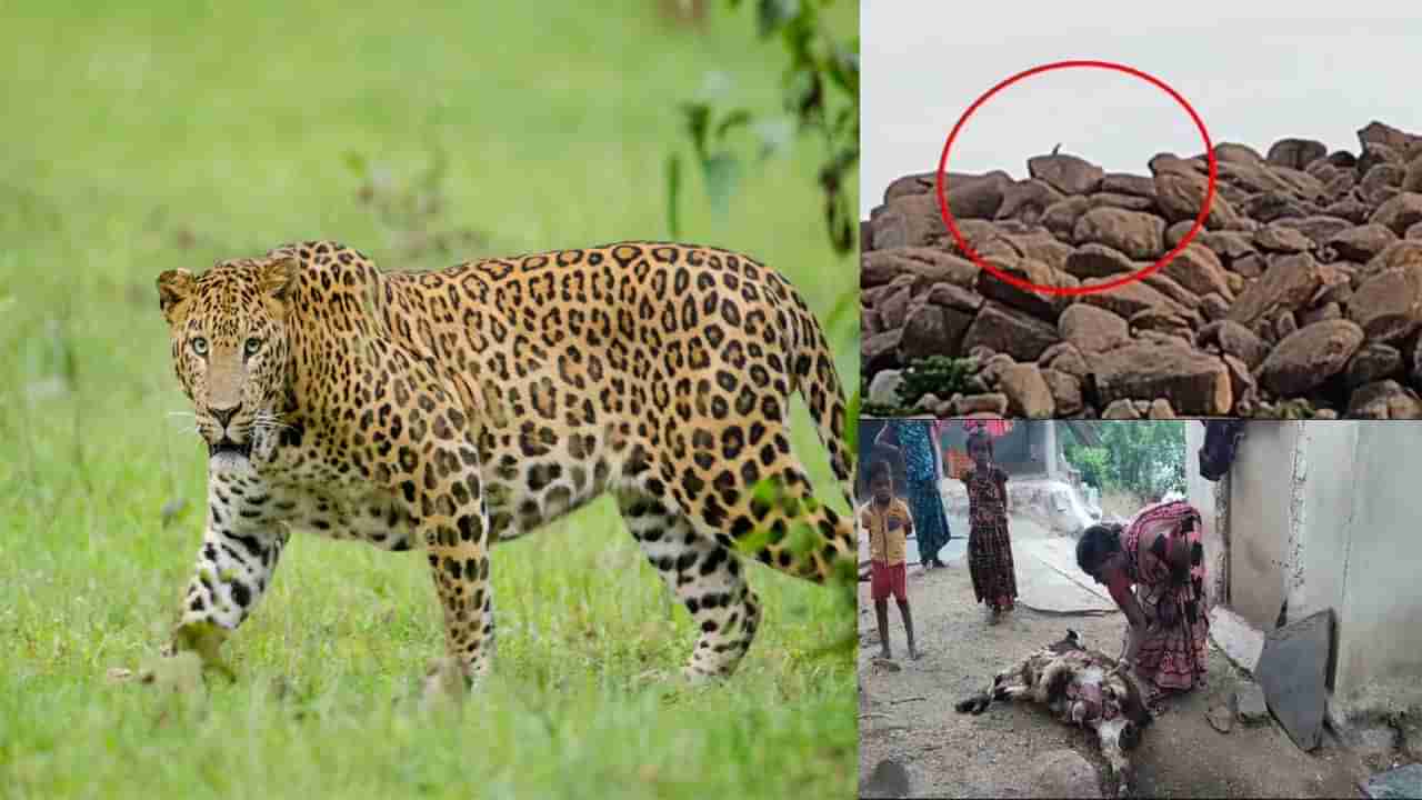 Leopards: కర్నూలు జిల్లాలో చిరుత పులుల సంచారం.. పశువులపై దాడి