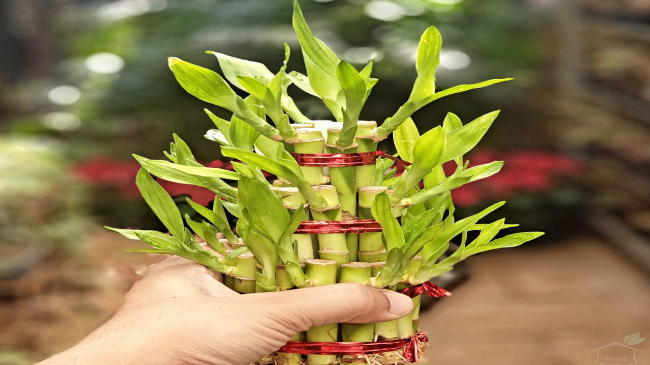 Lucky bamboo: వాస్తు శాస్త్రంలో లక్కీ వెదురు చాలా ముఖ్యమైనది. ఇంటి లోపల లేదా ముందు వెదురు మొక్కను ఉంచడం చాలా శుభప్రదంగా పరిగణించబడుతుంది. ఇంటి ముందు వెదురు చెట్టును నాటడం సాధ్యం కాకపోతే, ఇంటి లోపల ఈశాన్యం లేదా ఉత్తరం వైపు వెదురు చెట్టును ఉంచవచ్చు. మీరు మార్పును అతి త్వరలో చూస్తారు.  
