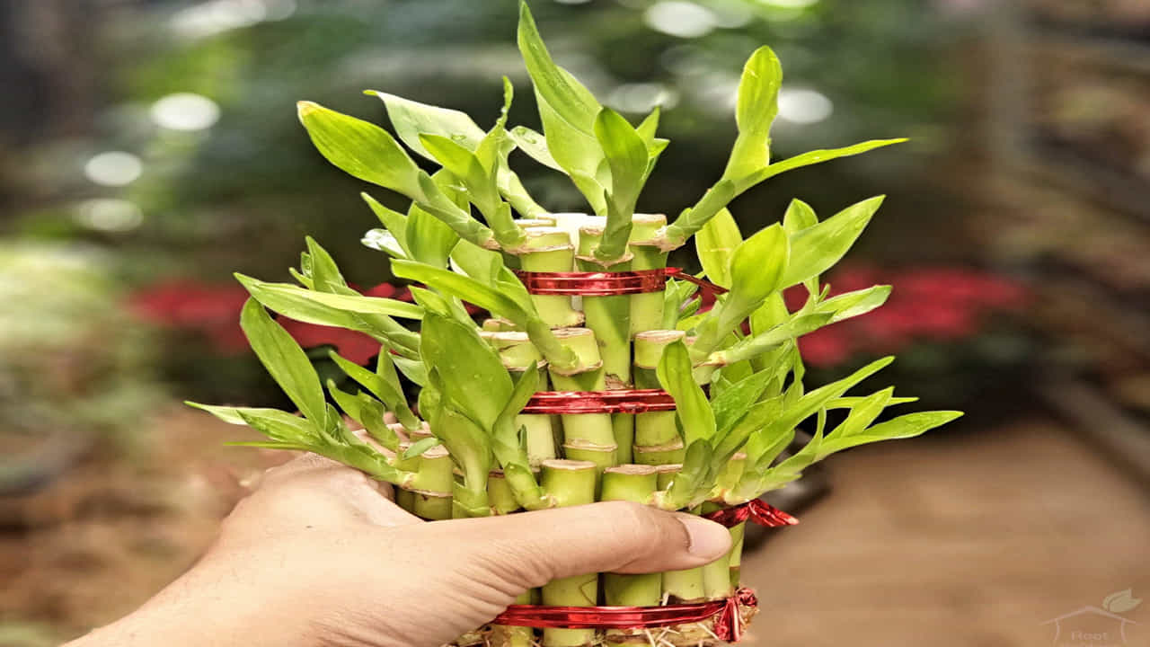 Lucky bamboo: వాస్తు శాస్త్రంలో లక్కీ వెదురు చాలా ముఖ్యమైనది. ఇంటి లోపల లేదా ముందు వెదురు మొక్కను ఉంచడం చాలా శుభప్రదంగా పరిగణించబడుతుంది. ఇంటి ముందు వెదురు చెట్టును నాటడం సాధ్యం కాకపోతే, ఇంటి లోపల ఈశాన్యం లేదా ఉత్తరం వైపు వెదురు చెట్టును ఉంచవచ్చు. మీరు మార్పును అతి త్వరలో చూస్తారు.