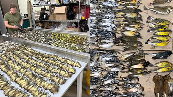 Migrating Birds: చికాగో వీధుల్లో దారుణం.. తివాచీలా పరిచిన పక్షుల కళేబరాలు.. చూపరుల కంట కన్నీరు
