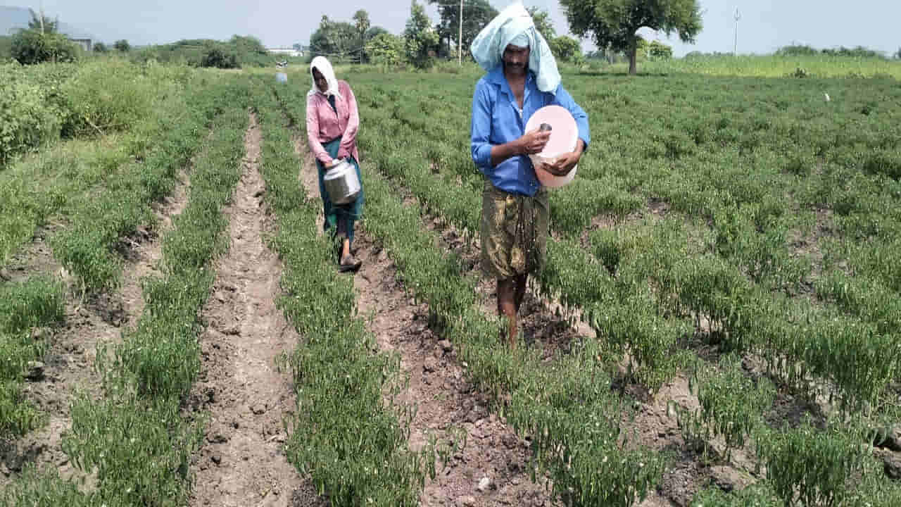 Mirchi Cultivation: సాగునీటికి కొండంత కష్టం.. మిర్చి పంటను కాపాడుకునేందకు రైతులకు తప్పని పాట్లు