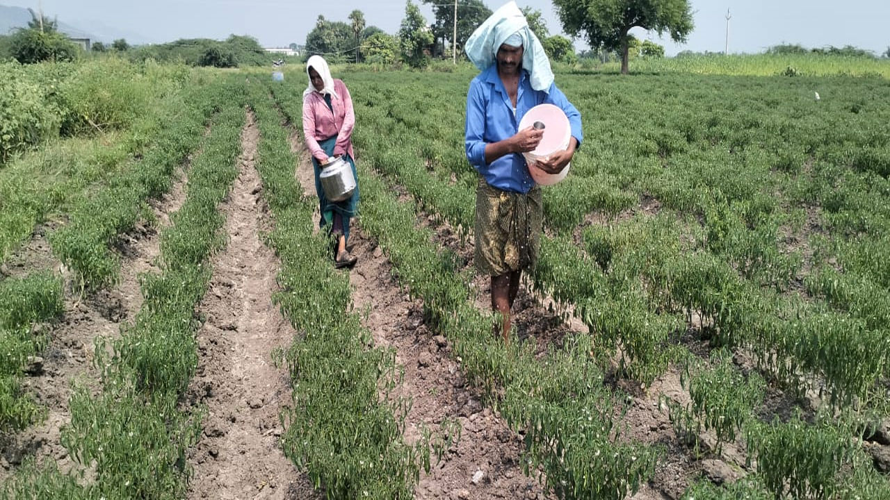 Mirchi Cultivation: సాగునీటికి కొండంత కష్టం.. మిర్చి పంటను కాపాడుకునేందకు రైతులకు తప్పని పాట్లు