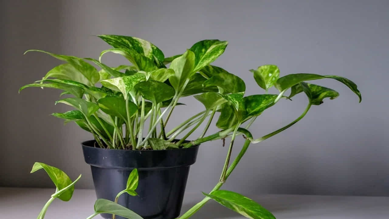 money plant: మనీ ప్లాంట్కి మనీకి మధ్య ఉన్న సంబంధం అందరికీ తెలిసిందే. చాలా ఇళ్లలో మనీ ప్లాంట్లు ఖచ్చితంగా ఉంటాయి. అయితే, ఈ మొక్కను సరైన స్థలంలో సరైన మార్గంలో ఉంచడం చాలా ముఖ్యం. మనీ ప్లాంట్ తీగలు క్రిందికి వేలాడదీయకూడదని గుర్తుంచుకోండి, వాటికి మద్దతు ఇవ్వండి.. ఎల్లప్పుడూ వాటిని పైకి ఎదగనివ్వండి.