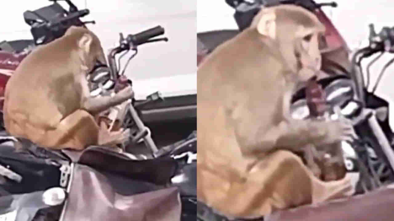 Watch Video: గాంధీ జయంతి రోజున.. కోతికి దొరికిన మద్యం బాటిల్.. ఏం చేసిందంటే ?