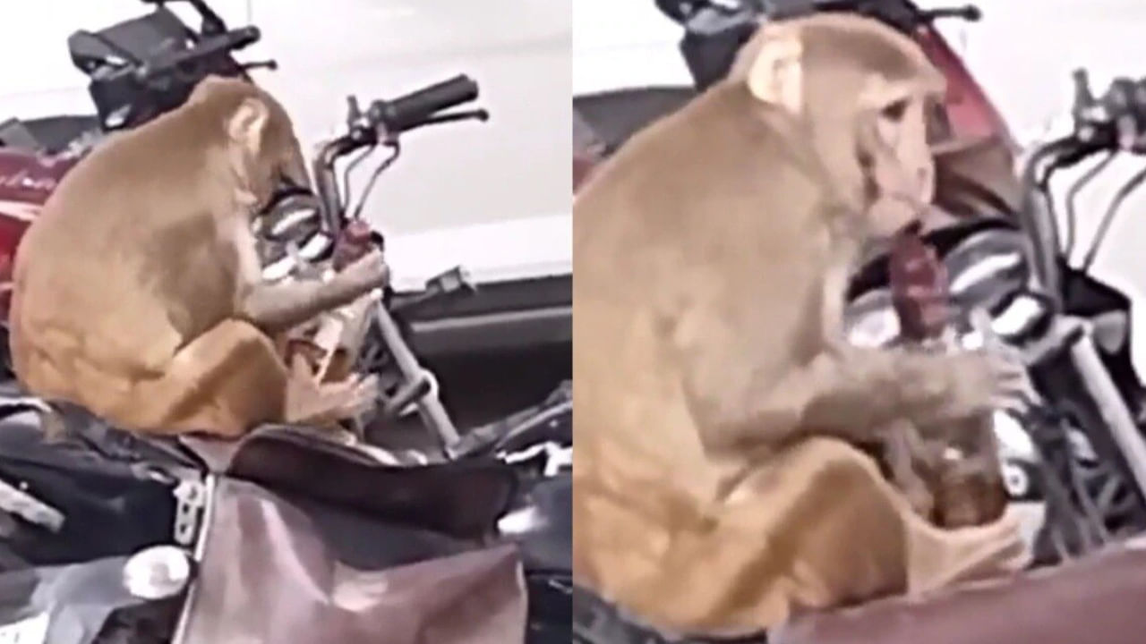 Watch Video: గాంధీ జయంతి రోజున.. కోతికి దొరికిన మద్యం బాటిల్.. ఏం చేసిందంటే ?