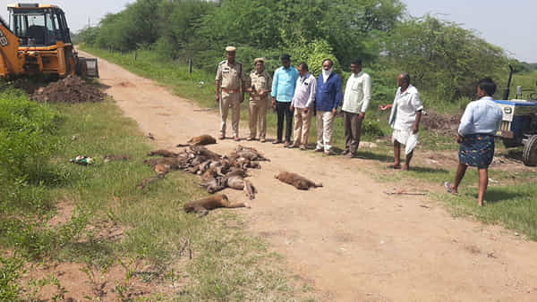 Telangana: దారుణం..కోతులకు విషం పెట్టి చంపిన మనుషులు.. నిందితులను పట్టుకోవాలంటూ స్థానికుల డిమాండ్..