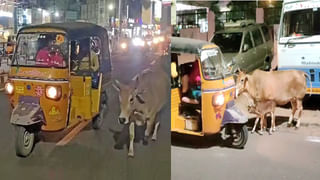 Rajasthan Elections: భర్తపై ప్రత్యర్థిగా భార్య పోటీ.. ఒకే ఇంట్లో పరస్పర ప్రత్యర్థులుగా భార్యభర్తలు! వీరి కాపురానికే ఎన్ని కష్టాలో