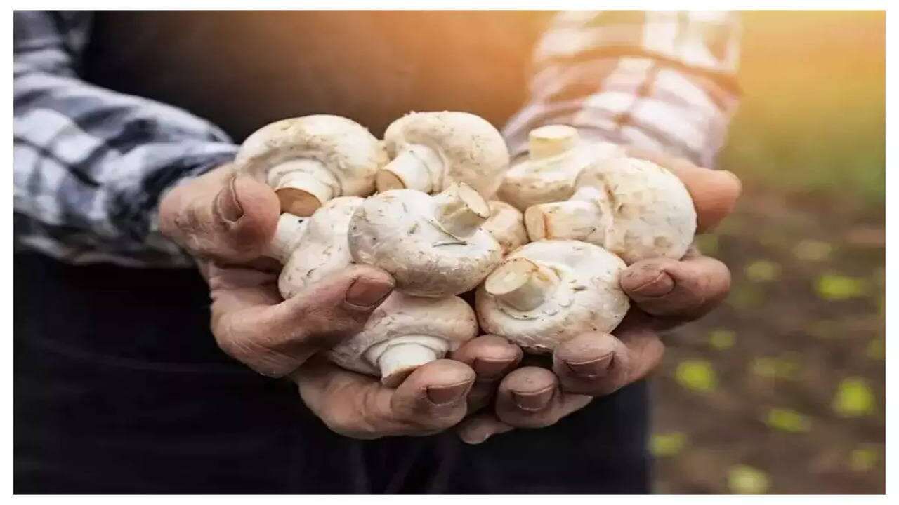 Mushrooms Benefits: ఇమ్యూనిటీని పెంచి.. ఒత్తిడిని తగ్గించే పుట్ట గొడుగులు.. ఇంకా ఎన్నో బెనిఫిట్స్!