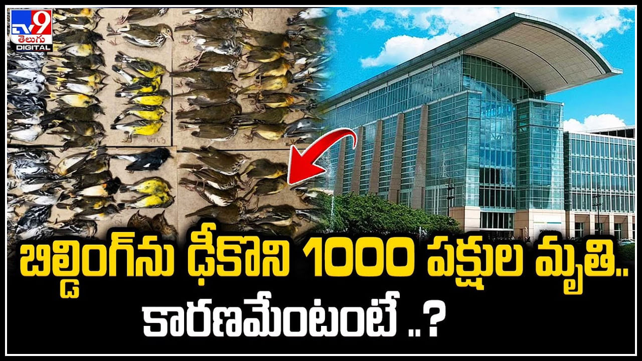 Viral: బిల్డింగ్‌ను ఢీకొని 1000 పక్షుల మృతి.. కారణమేంటంటే..? శాస్తవేత్తల విశ్లేషణ ఏంటంటే.?