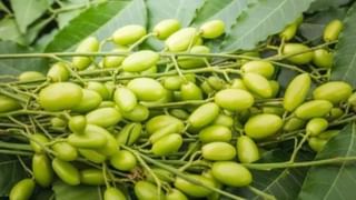 Interesting Facts: షుగర్ పేషెంట్స్ సీతా ఫలం తినొచ్చా.. తింటే ఏమౌతుంది?