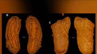 Maxico: ప్రార్థన చేస్తున్న సమయంలో చర్చి పైకప్పు కూలి 11 మంది మృతి, 60 మందికి గాయాలు