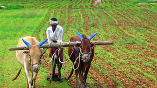 ఒకే రోజు ఒకే చోట మూడు కొండచిలువలు కలకలం.. స్నేక్‌ క్యాచర్‌ చేతిని కొరికి..