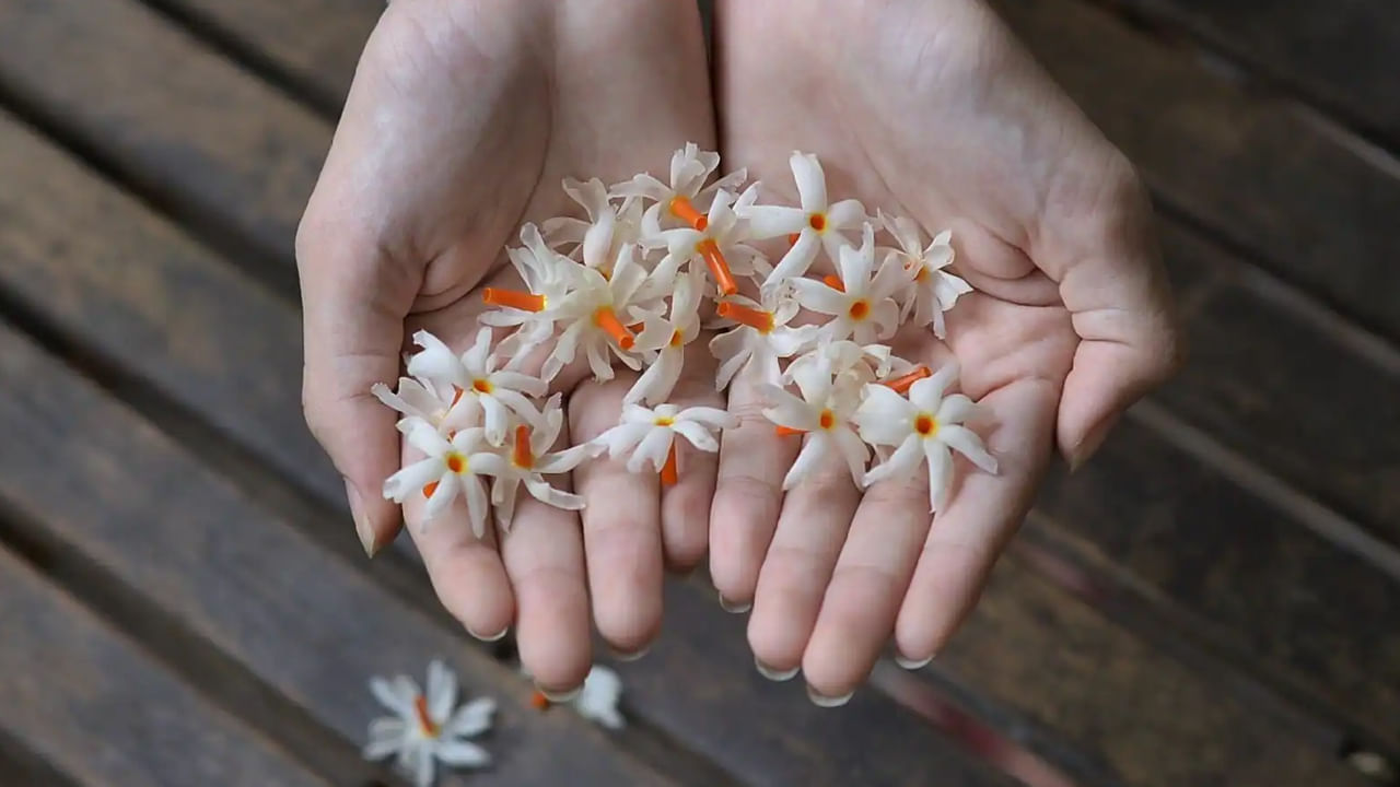 Parijatham Flowers: పవిత్ర పారిజాత పూలతో కలిగే ఆరోగ్య ప్రయోజనాలు తెలిస్తే.. అస్సలు విడిచిపెట్టరు..