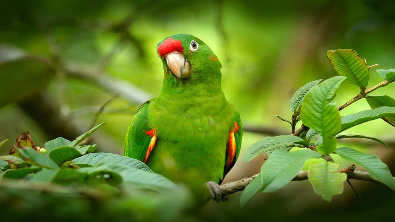 Parrot Viral Video: బాగా ఆకలిమీదున్న పంజరంలో చిలుక..  ఏం చేసిందో చూస్తే మురిసిపోతారు.. వైరలవుతున్న వీడియో