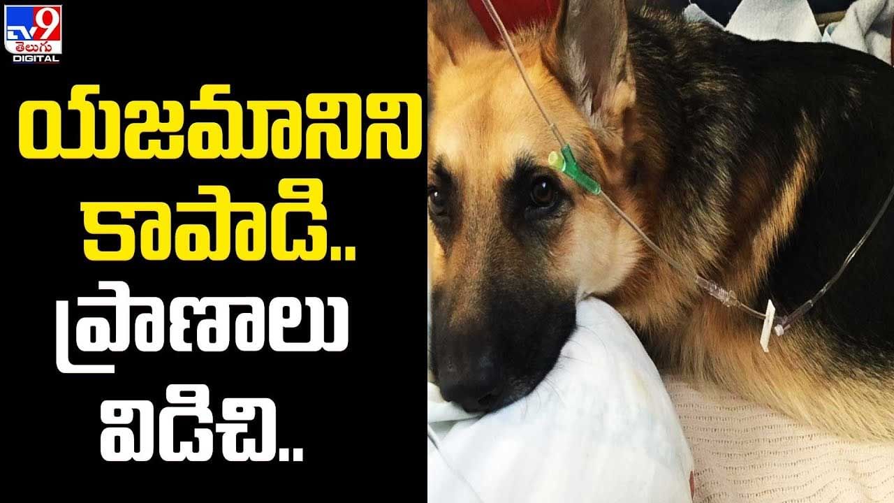 Dog vs Snake: యజమాని కోసం త్రాచుపాముతో పోరాడి ప్రాణాలు కోల్పోయిన పెంపుడు కుక్క.