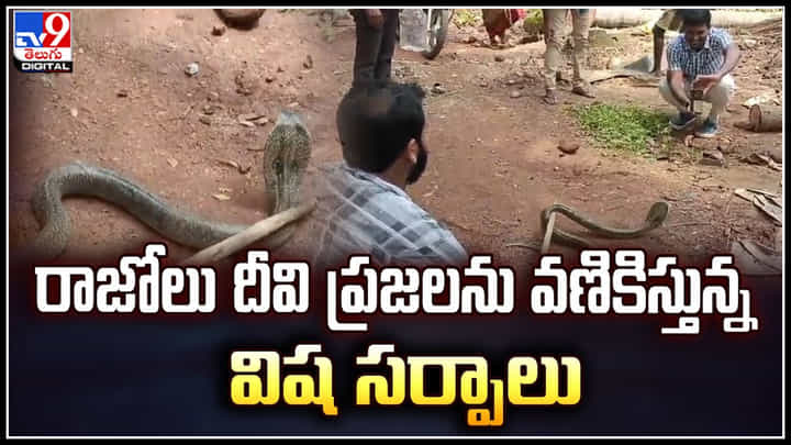 Rajolu: రాజోలు దీవి ప్రజలను వణికిస్తున్న విష సర్పాలు.. ఇళ్లలోకి సర్పాలు , విషకీటకాలు. Rajolu: రాజోలు దీవి ప్రజలను వణికిస్తున్న విష సర్పాలు.. ఇళ్లలోకి సర్పాలు , విషకీటకాలు.
