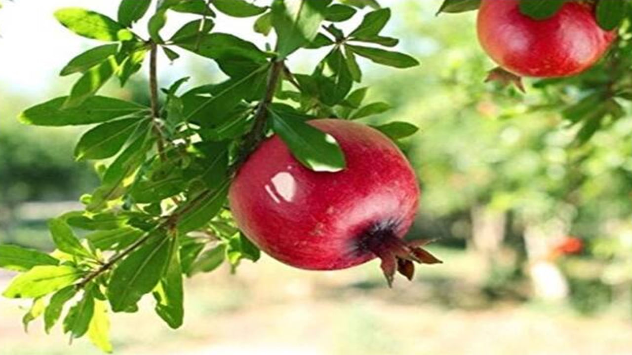 Pomegranate Plant: దానిమ్మ ఆరోగ్యానికి మేలు చేసే పండు మాత్రమే కాదు, ఈ మొక్క ఇంటి శ్రేయస్సుకు కూడా చాలా మంచిది. ఇంట్లో దానిమ్మ నాటడం వల్ల అప్పుల బాధ నుంచి ఉపశమనం లభిస్తుంది. ఆదాయం పెరుగుతుంది. ఆర్థిక పరిస్థితి బలంగా ఉంటుంది. కానీ దానిమ్మను ఎప్పుడూ నైరుతి దిశలో నాటకండి.