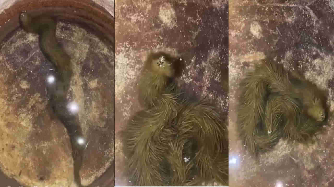 Viral Video: హఠాత్తుగా చూస్తే గడ్డిలా కనిపించే అరుదైన పాము.. పరిశోధన కోసం శాస్త్రవేత్తలకు అప్పగింత.. వీడియోపై లుక్ వేయండి..