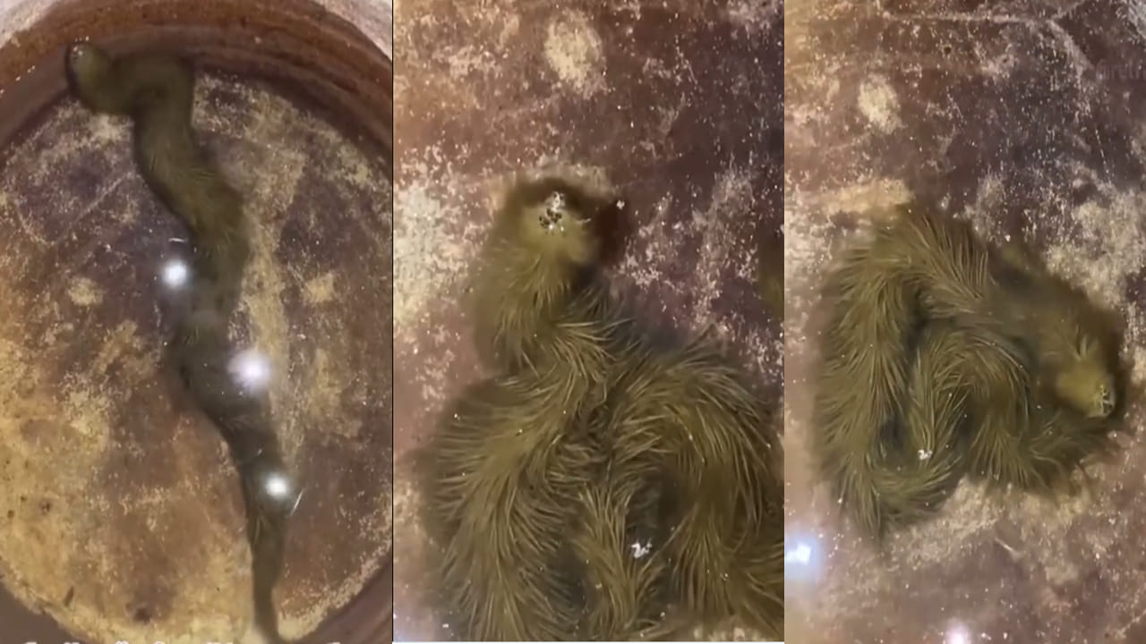 Viral Video: హఠాత్తుగా చూస్తే గడ్డిలా కనిపించే అరుదైన పాము.. పరిశోధన కోసం శాస్త్రవేత్తలకు అప్పగింత.. వీడియోపై లుక్ వేయండి..