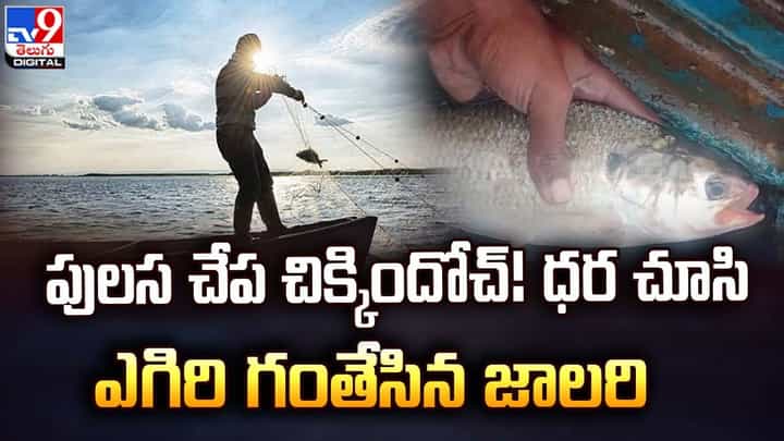 పులస చేప చిక్కిందోచ్ !! ధర చూసి ఎగిరి గంతేసిన జాలరి పులస చేప చిక్కిందోచ్ !! ధర చూసి ఎగిరి గంతేసిన జాలరి